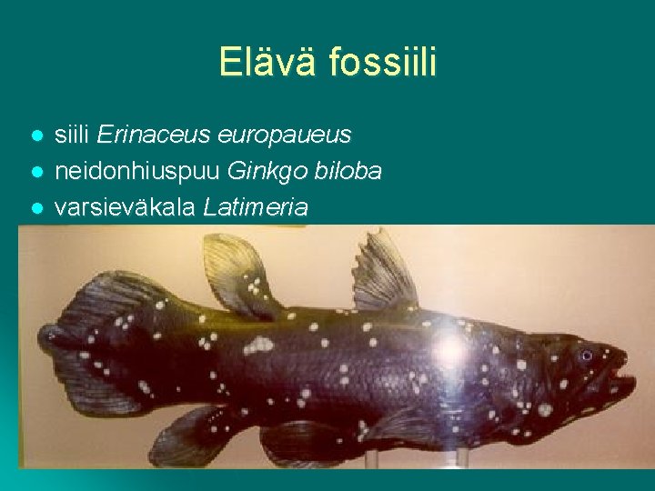 Elävä fossiili l l l siili Erinaceus europaueus neidonhiuspuu Ginkgo biloba varsieväkala Latimeria 