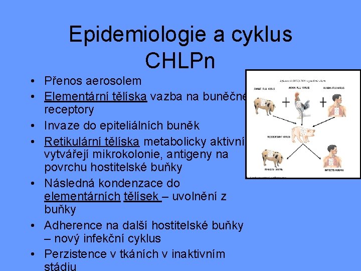 Epidemiologie a cyklus CHLPn • Přenos aerosolem • Elementární tělíska vazba na buněčné receptory