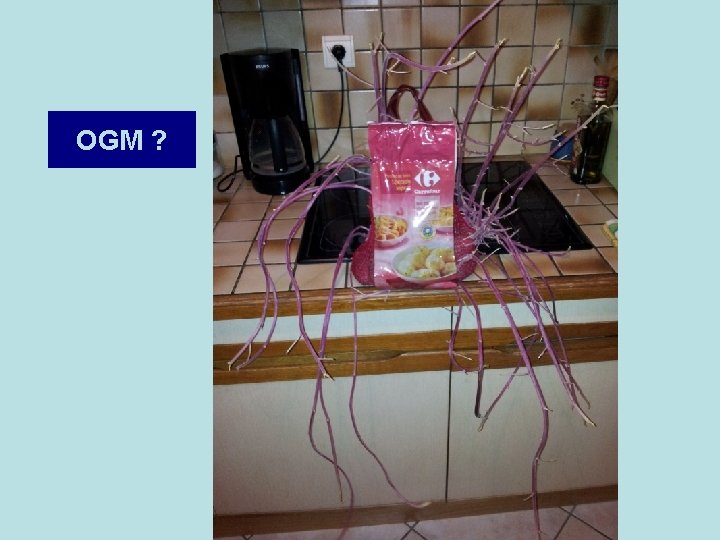 OGM ? OGM ?