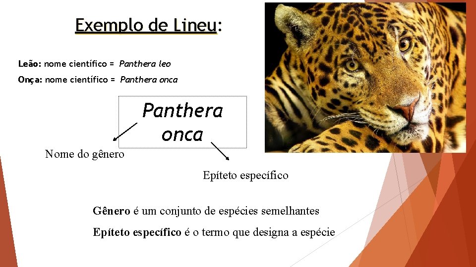 Exemplo de Lineu: Leão: nome científico = Panthera leo Onça: nome científico = Panthera