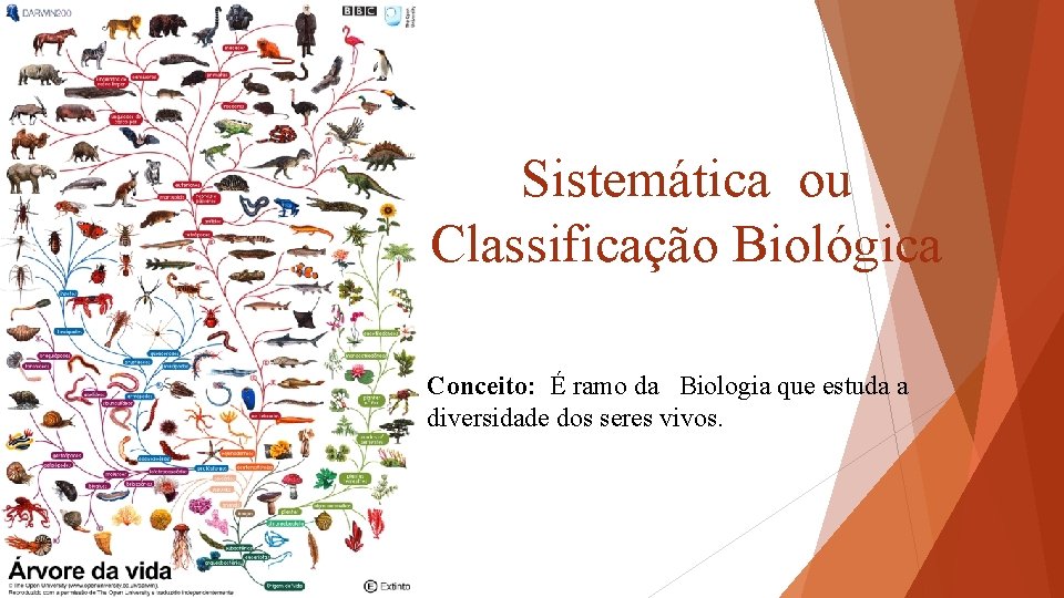 Sistemática ou Classificação Biológica Conceito: É ramo da Biologia que estuda a diversidade dos