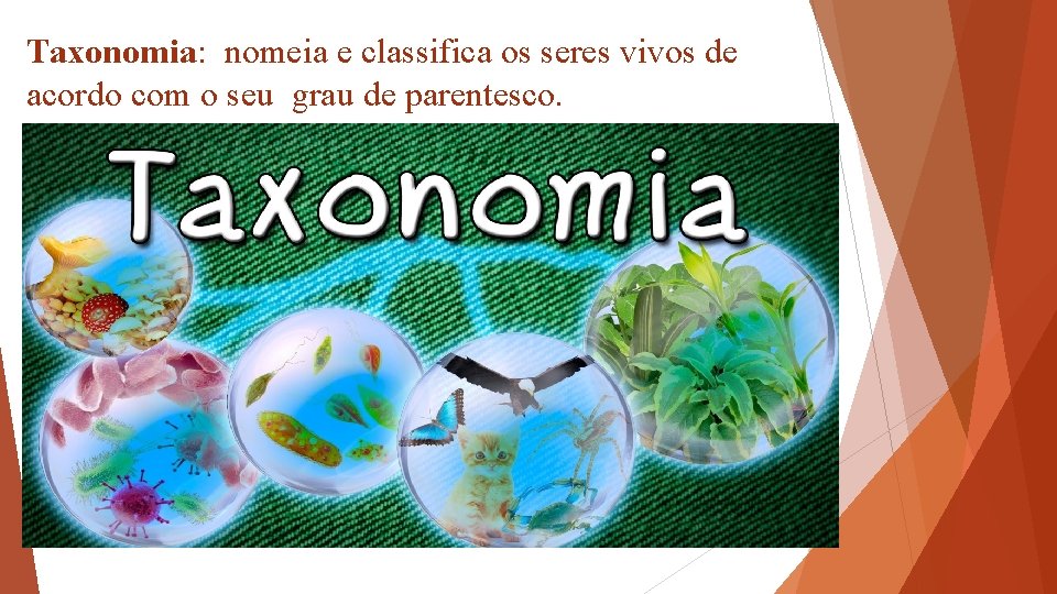Taxonomia: nomeia e classifica os seres vivos de acordo com o seu grau de