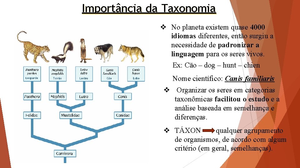 Importância da Taxonomia v No planeta existem quase 4000 idiomas diferentes, então surgiu a