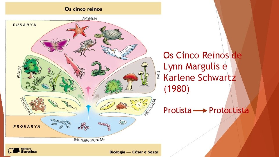 Os Cinco Reinos de Lynn Margulis e Karlene Schwartz (1980) Protista Protoctista 