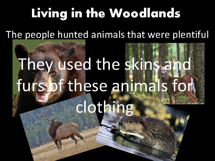 Living in the Woodlands The people hunted animals that were plentiful They used the