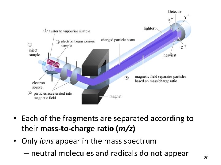 • Each of the fragments are separated according to their mass-to-charge ratio (m/z) • Each of the fragments are separated according to their mass-to-charge ratio (m/z)