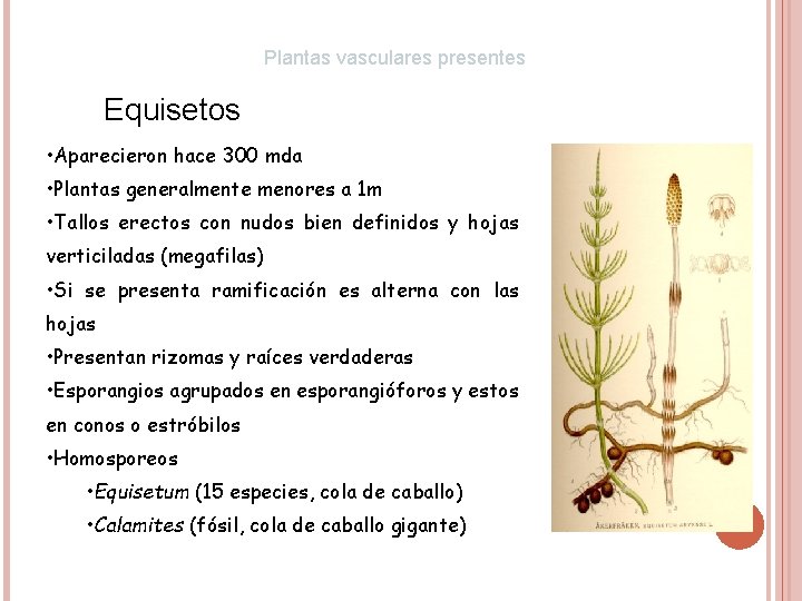 Plantas vasculares presentes Equisetos • Aparecieron hace 300 mda • Plantas generalmente menores a
