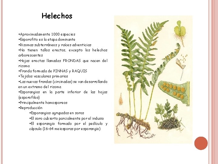 Helechos • Aproximadamente 1000 especies • Esporofito es la etapa dominante • Rizomas subterráneos