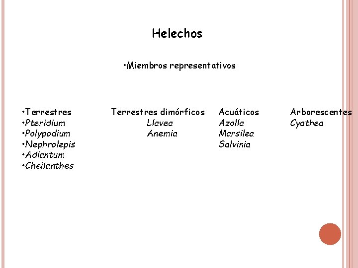 Helechos • Miembros representativos • Terrestres • Pteridium • Polypodium • Nephrolepis • Adiantum