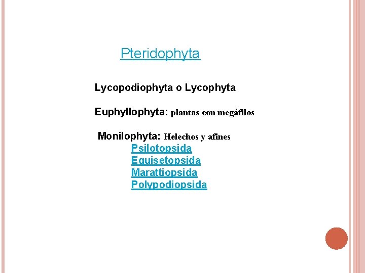 Pteridophyta Lycopodiophyta o Lycophyta Euphyllophyta: plantas con megáfilos Monilophyta: Helechos y afines Psilotopsida Equisetopsida