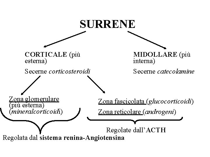 SURRENE CORTICALE (più esterna) MIDOLLARE (più interna) Secerne corticosteroidi Secerne catecolamine Zona glomerulare (più