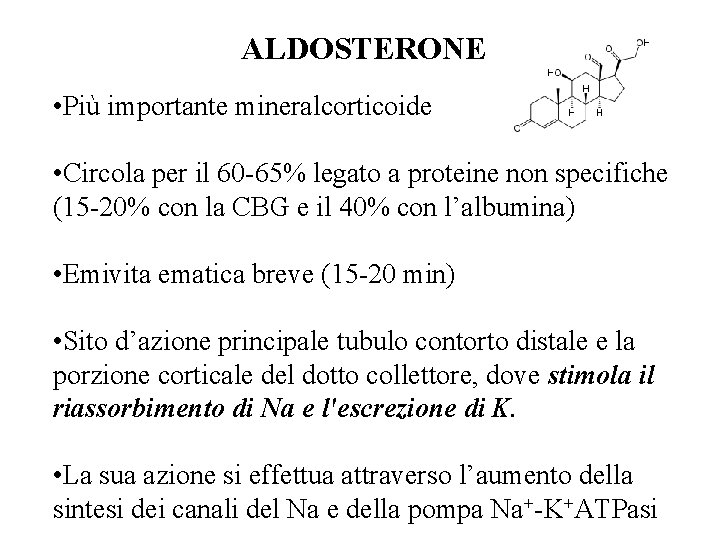 ALDOSTERONE • Più importante mineralcorticoide • Circola per il 60 -65% legato a proteine