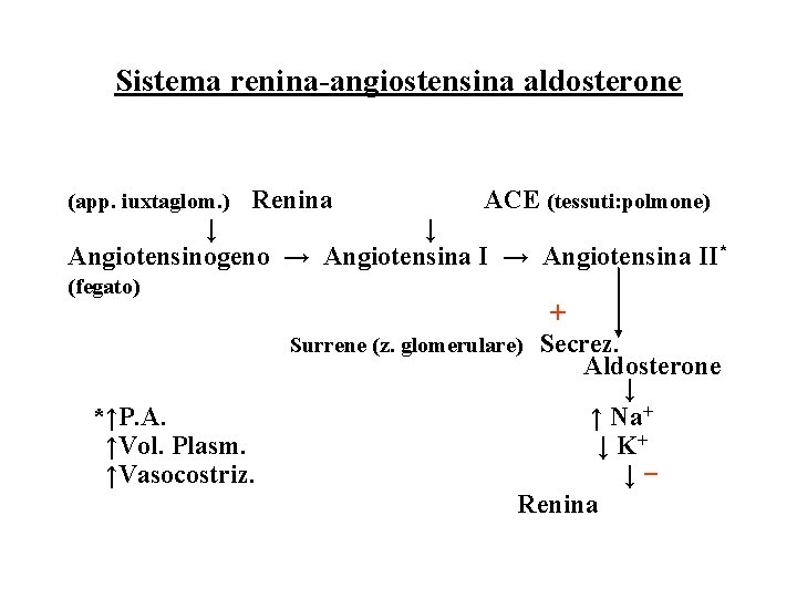 Sistema renina-angiostensina aldosterone (app. iuxtaglom. ) Renina ACE (tessuti: polmone) ↓ ↓ Angiotensinogeno →
