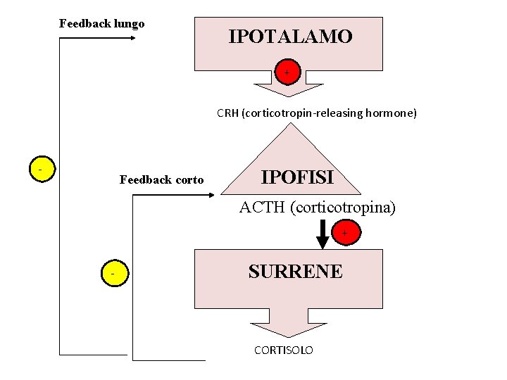 Feedback lungo IPOTALAMO + CRH (corticotropin-releasing hormone) - Feedback corto IPOFISI ACTH (corticotropina) +