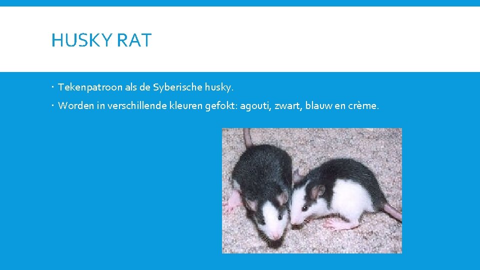 HUSKY RAT Tekenpatroon als de Syberische husky. Worden in verschillende kleuren gefokt: agouti, zwart,