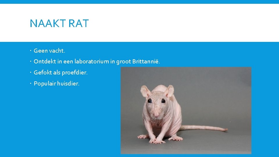 NAAKT RAT Geen vacht. Ontdekt in een laboratorium in groot Brittannië. Gefokt als proefdier.