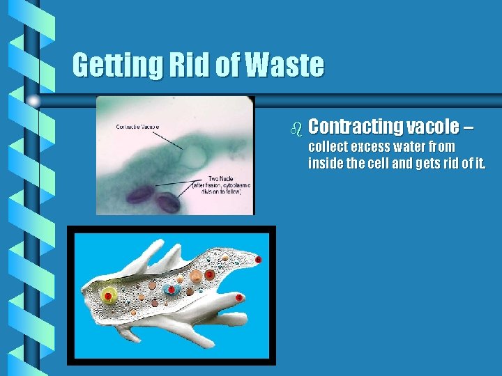 Getting Rid of Waste b Contracting vacole – collect excess water from inside the