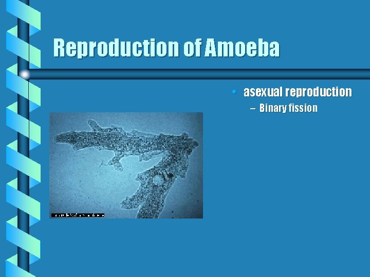 Reproduction of Amoeba • asexual reproduction – Binary fission 