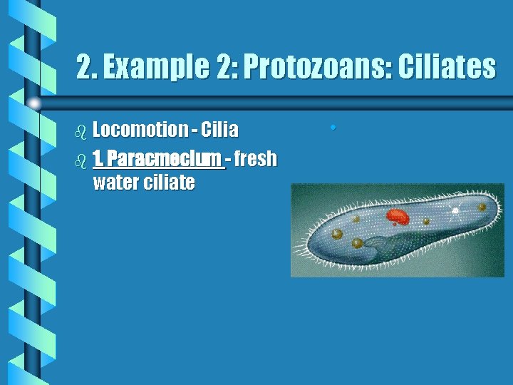 2. Example 2: Protozoans: Ciliates b Locomotion - Cilia b 1. Paracmecium - fresh