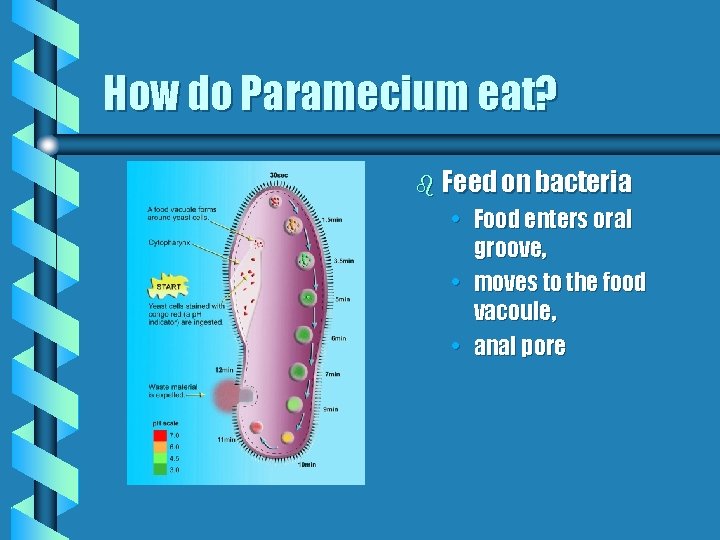 How do Paramecium eat? b Feed on bacteria • Food enters oral groove, •
