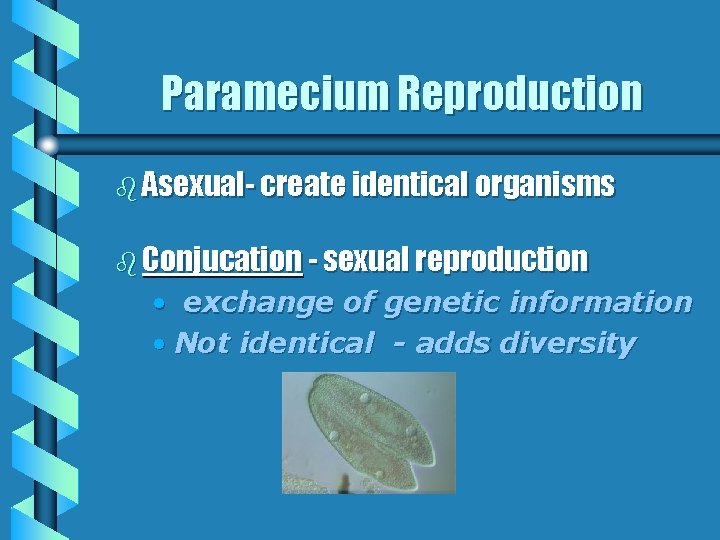 Paramecium Reproduction b Asexual- create identical organisms b Conjucation - sexual reproduction • exchange