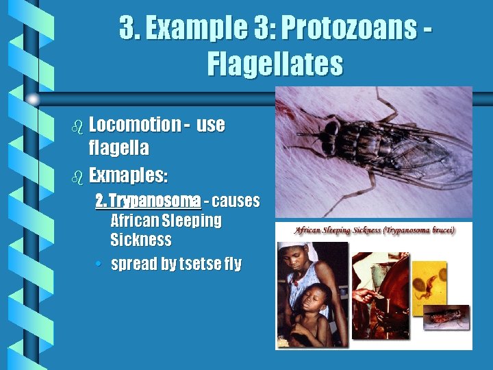 3. Example 3: Protozoans Flagellates b Locomotion - flagella b Exmaples: use 2. Trypanosoma
