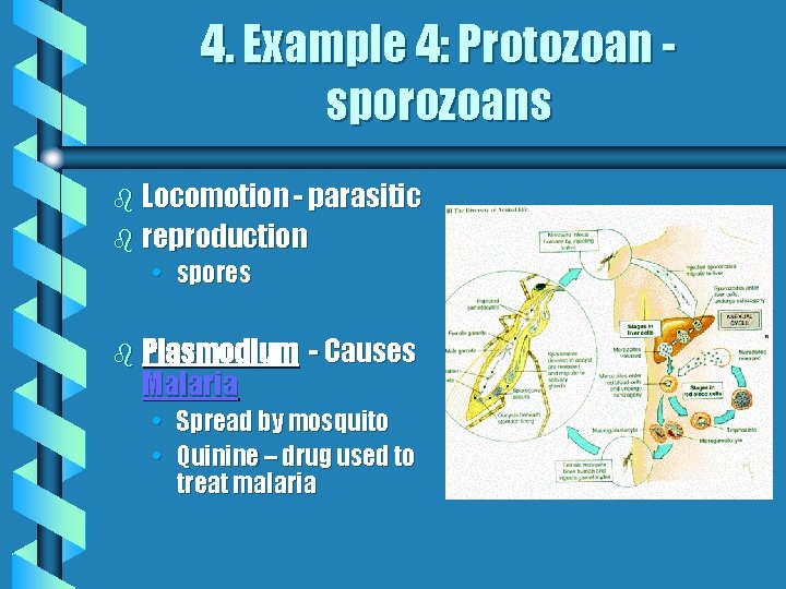 4. Example 4: Protozoan sporozoans b Locomotion - parasitic b reproduction • spores b