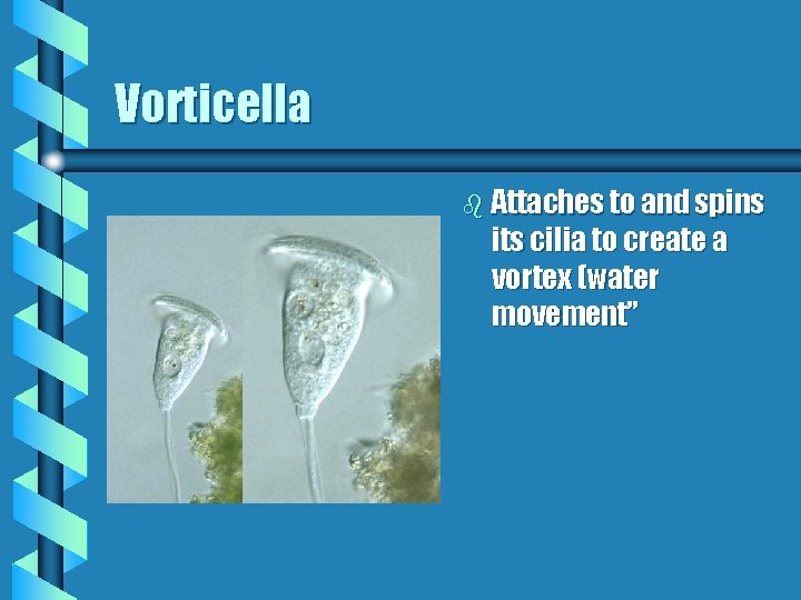 Vorticella b Attaches to and spins its cilia to create a vortex (water movement”