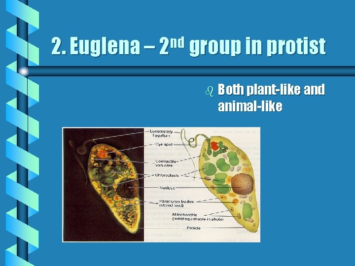 2. Euglena – 2 nd group in protist b Both plant-like and animal-like 