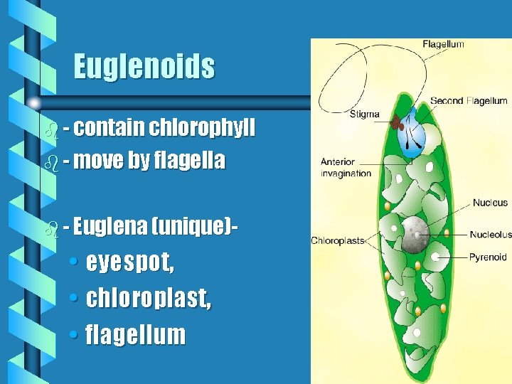 Euglenoids b - contain chlorophyll b - move by flagella b - Euglena (unique)-