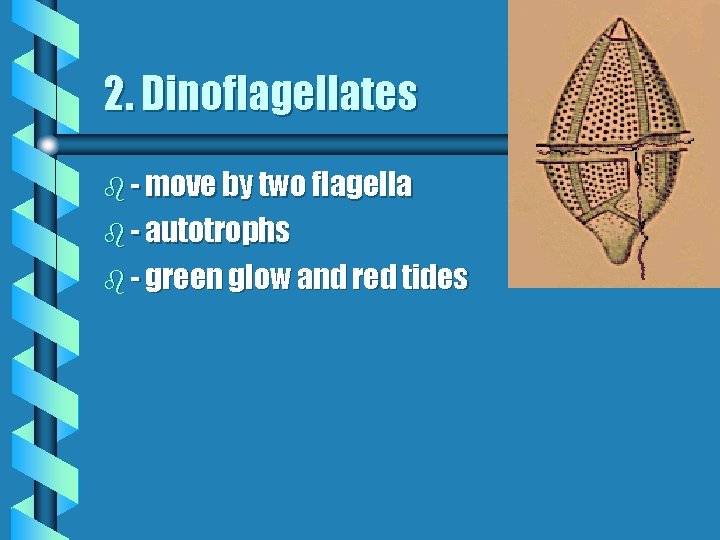 2. Dinoflagellates b - move by two flagella b - autotrophs b - green