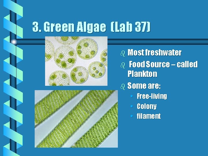 3. Green Algae (Lab 37) b Most freshwater Food Source – called Plankton b