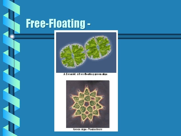 Free-Floating - 