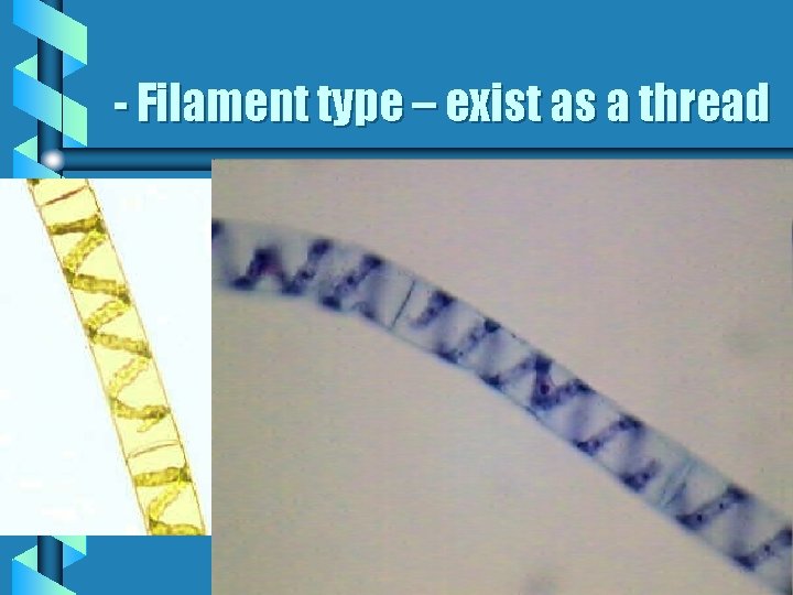 - Filament type – exist as a thread 