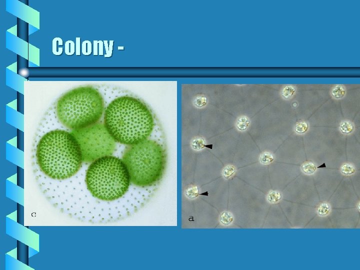Colony - 