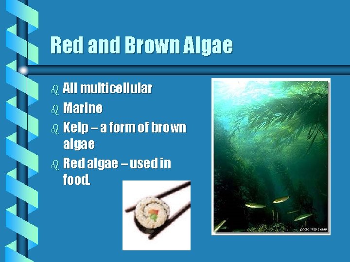 Red and Brown Algae b All multicellular b Marine b Kelp – a form