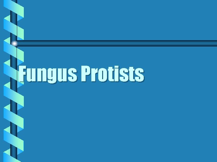 Fungus Protists 