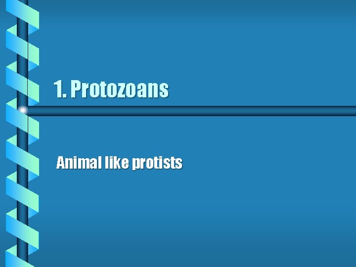 1. Protozoans Animal like protists 