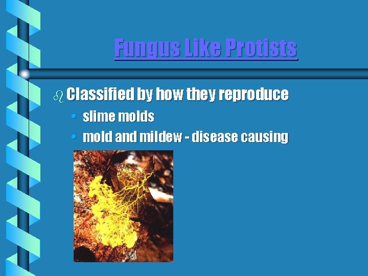 Fungus Like Protists b Classified by how they reproduce • slime molds • mold