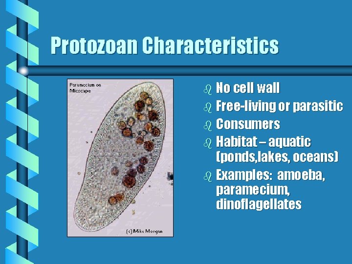 Protozoan Characteristics b No cell wall b Free-living or parasitic b Consumers b Habitat