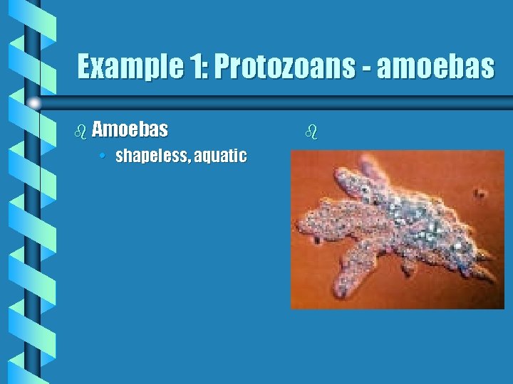 Example 1: Protozoans - amoebas b Amoebas • shapeless, aquatic b 