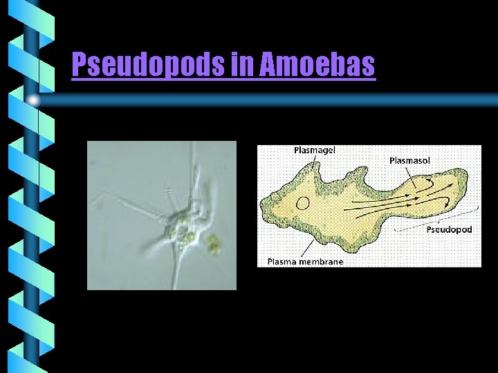 Pseudopods in Amoebas 