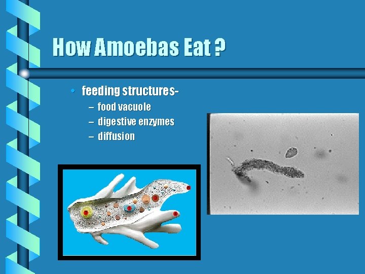 How Amoebas Eat ? • feeding structures– – – food vacuole digestive enzymes diffusion