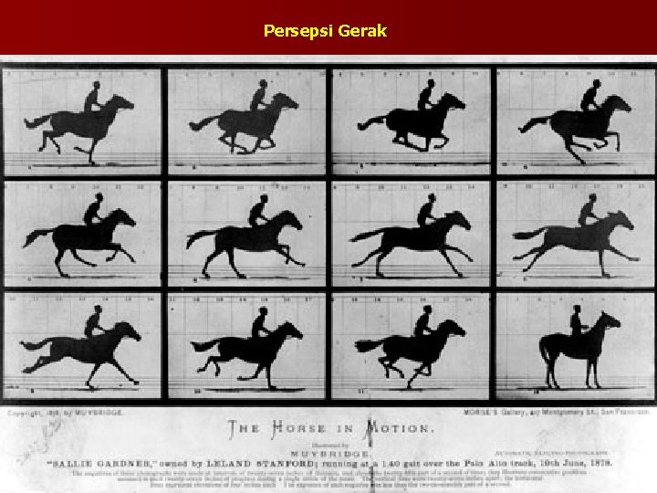 Persepsi Gerak Persepsi Gerak