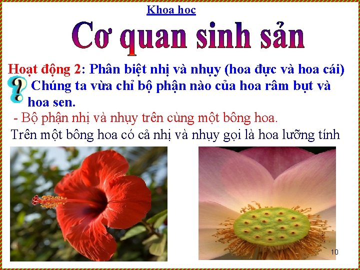 Khoa học Hoạt động 2: Phân biệt nhị và nhụy (hoa đực và hoa