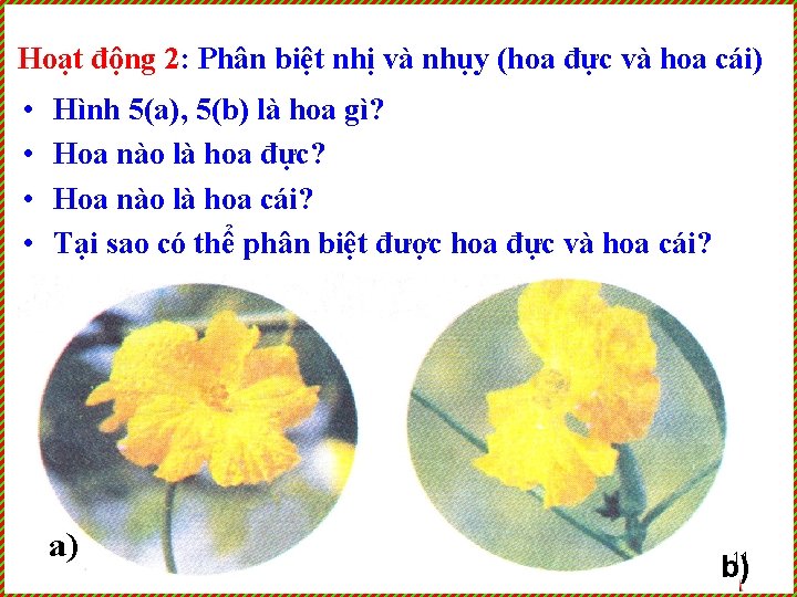 Hoạt động 2: Phân biệt nhị và nhụy (hoa đực và hoa cái) •