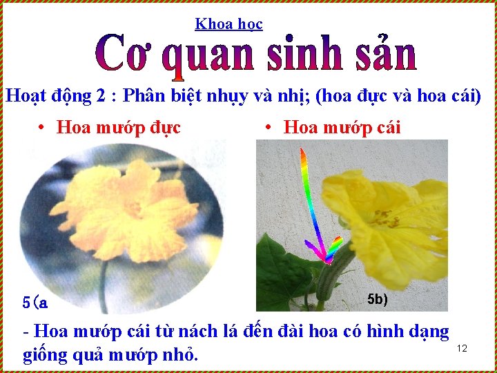 Khoa học Hoạt động 2 : Phân biệt nhụy và nhị; (hoa đực và
