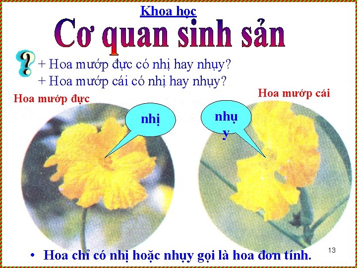 Khoa học + Hoa mướp đực có nhị hay nhụy? + Hoa mướp cái