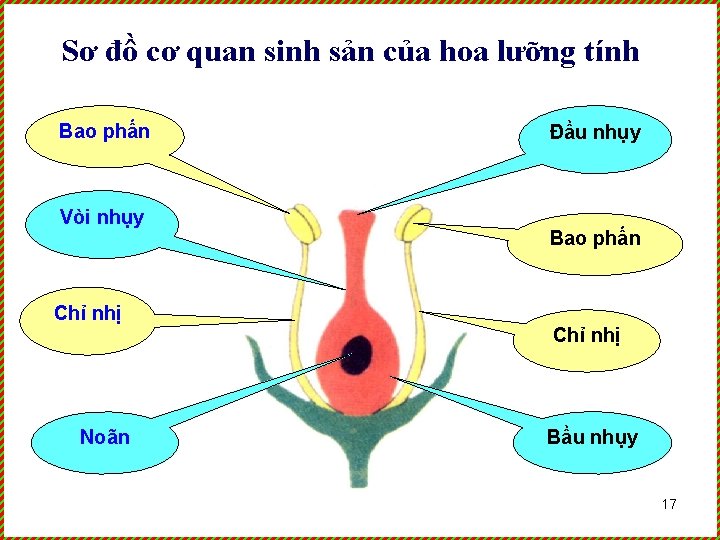 Sơ đồ cơ quan sinh sản của hoa lưỡng tính Bao phấn Vòi nhụy