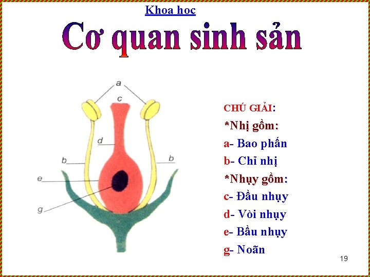 Khoa học CHÚ GIẢI: *Nhị gồm: a- Bao phấn b- Chỉ nhị *Nhụy gồm: